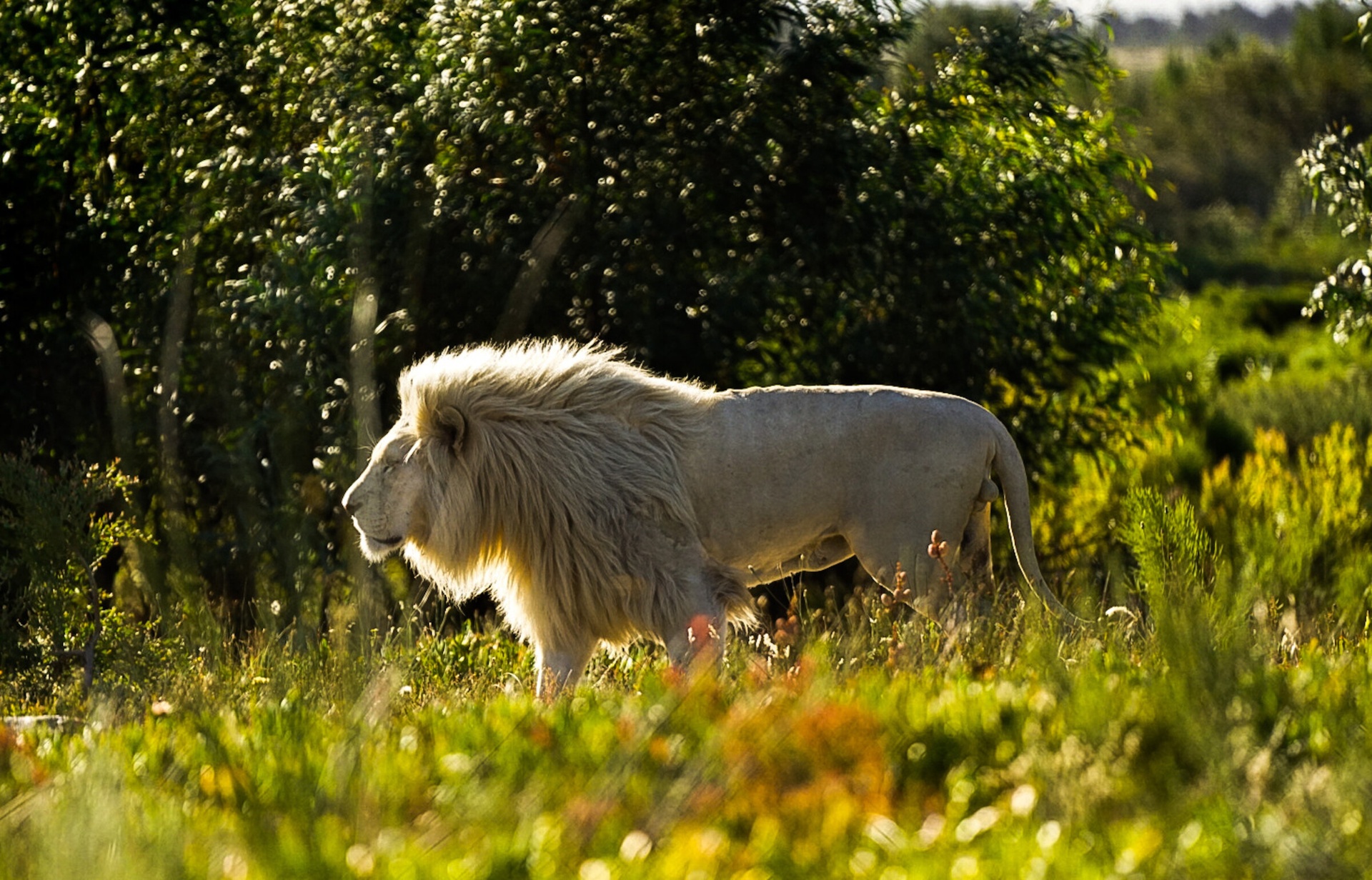 Oliver the white lion in golden afternoon light, walking through the grass at Panthera Africa
