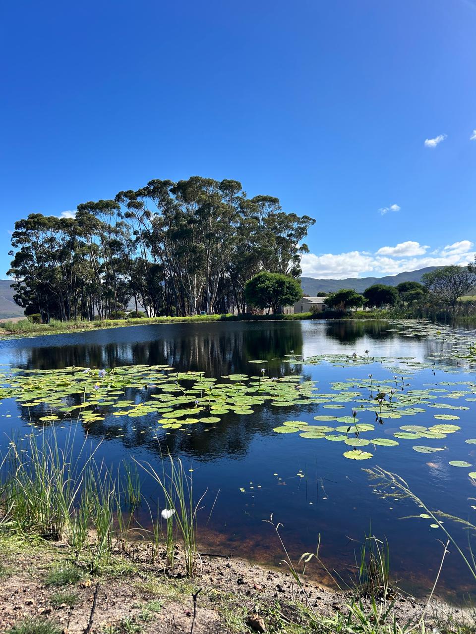 Water lilies on the dam at Miale Nuru