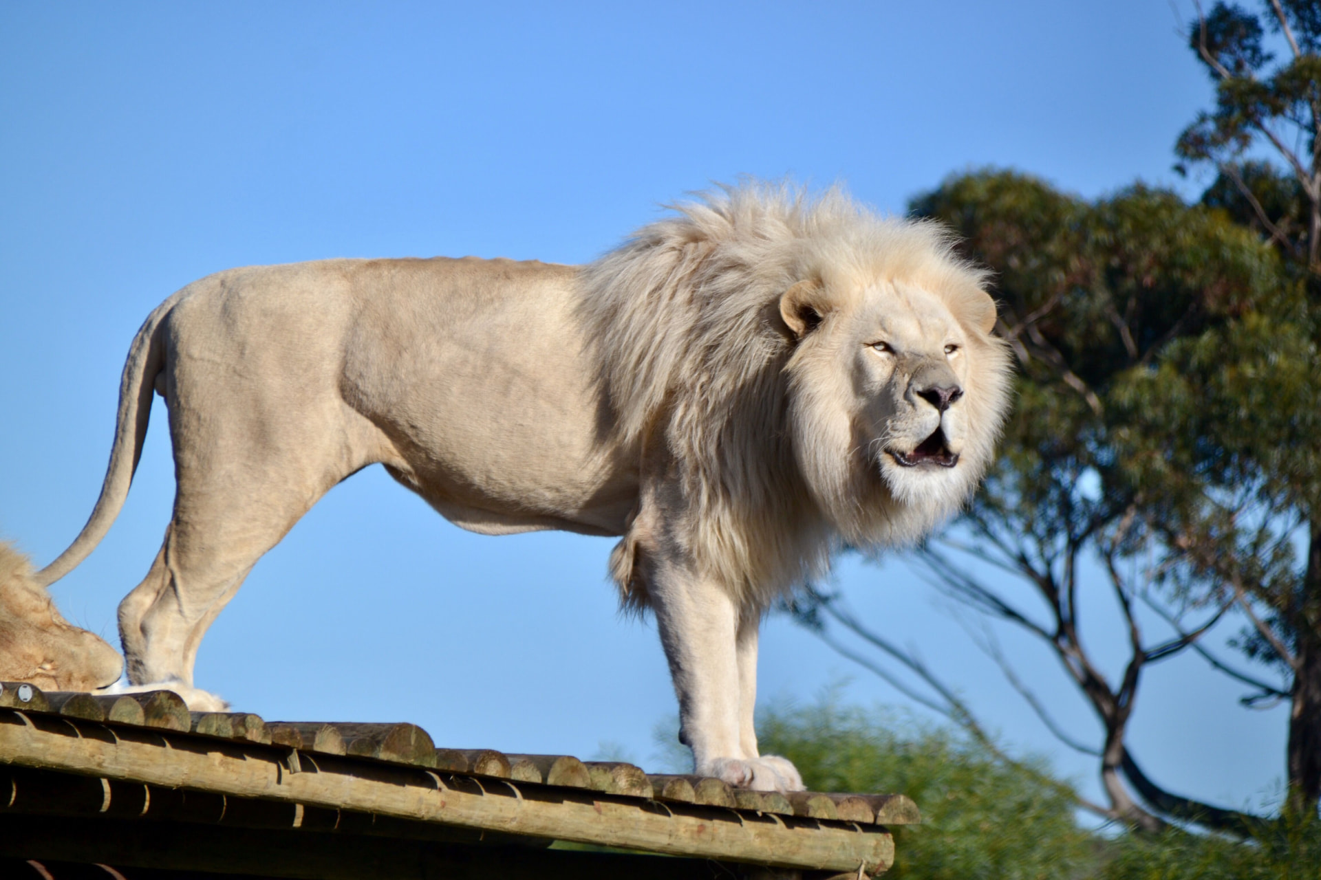Oliver, a white lion at Panthera Africa, roaring
