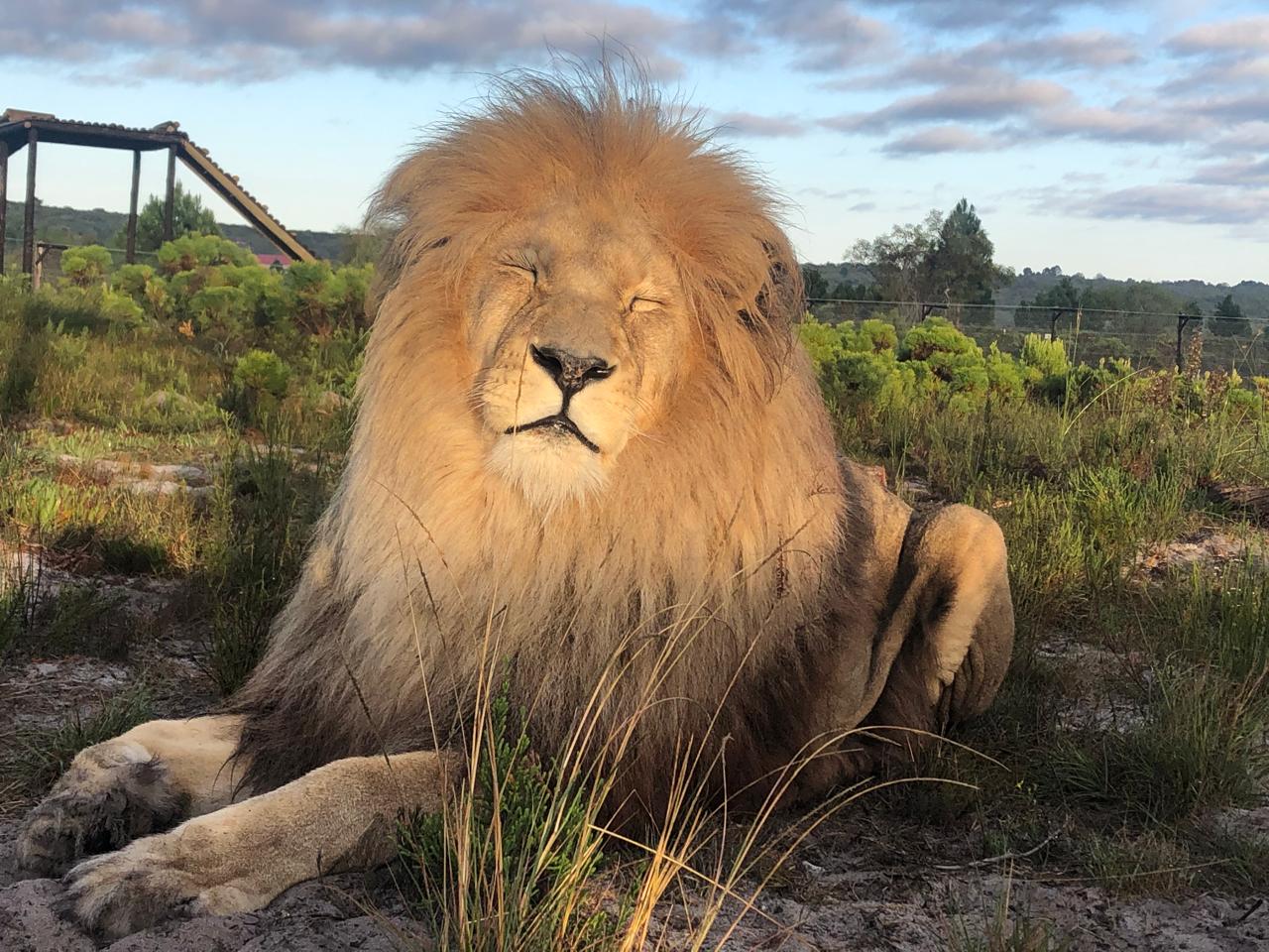A male lion with a full mane resting peacefully at Panthera Africa