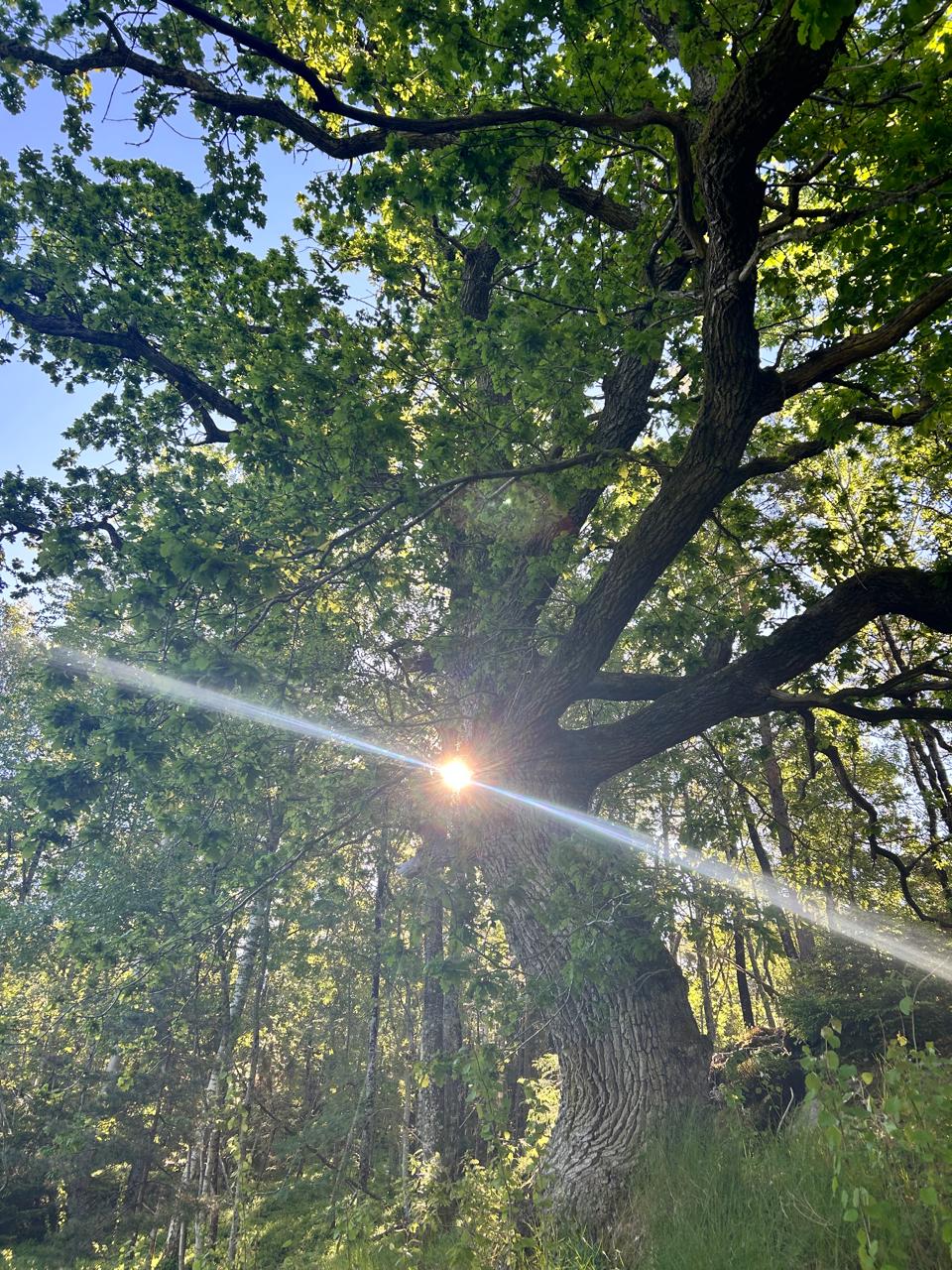 Stort eiketre med solstråler gjennom løvverket