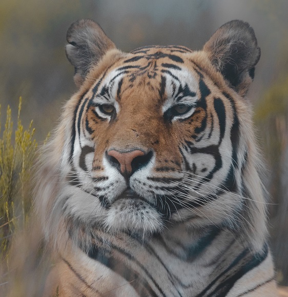 Rays the tiger, close-up portrait with calm, powerful presence